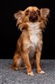 Hundfoto (44).jpg