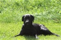Hundfoto (5).jpg