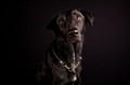 Hundfoto (66).jpg